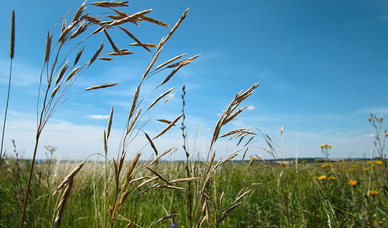 Wheat Field Closeup, HD wallpaper