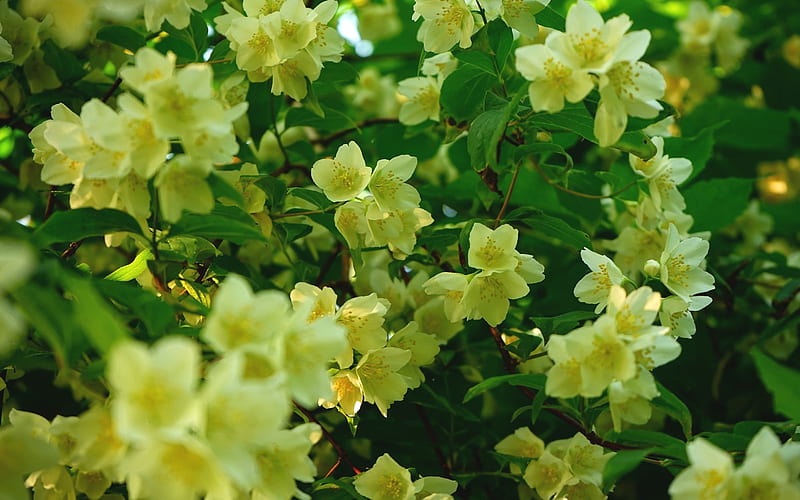 Jasmine, plant, bush, blossoms, HD wallpaper