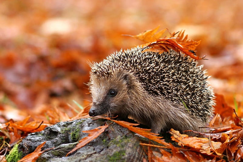 Animals In Autumn, Leaves, Autumn, Hedgehog, Animals, HD wallpaper | Peakpx