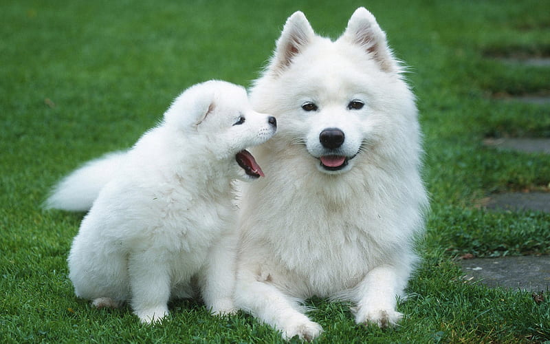 Can A Mother And Son Dog Breed