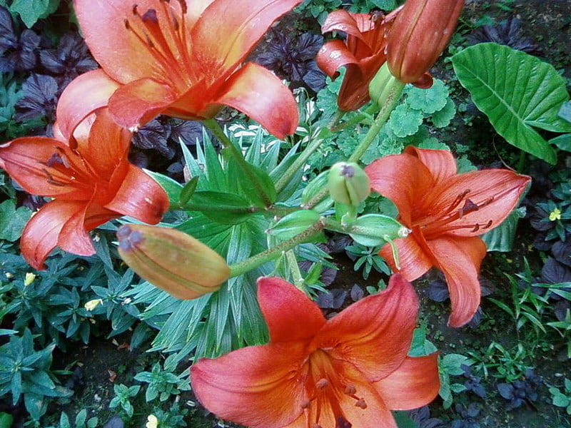 BEAUTIFUL LILLIES, pretty, leaves, lillies, orange, HD wallpaper