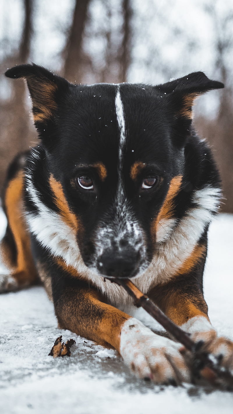 Cute Dog Chewing Stick , snow, glance, pet, animal, funny, HD phone wallpaper