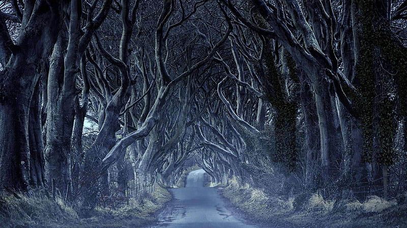 Northern Ireland Road Between Trees Nature, HD wallpaper