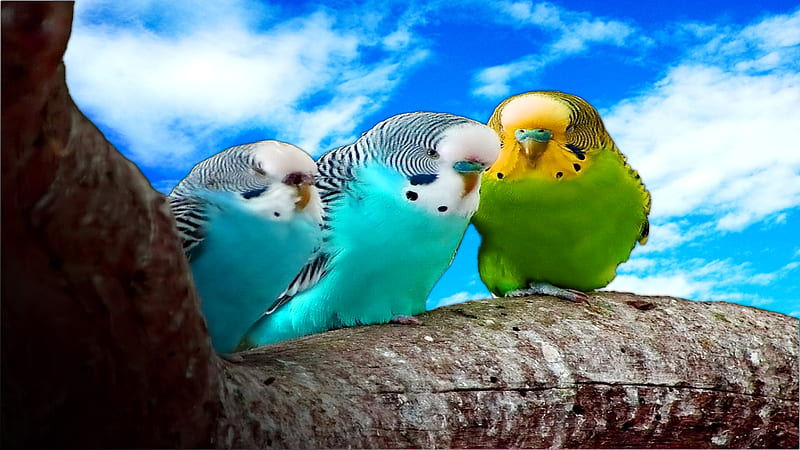Budgies, tight, budgie, high, parrot, sky, 3ds, fly, bird, true, dream, blue, HD wallpaper