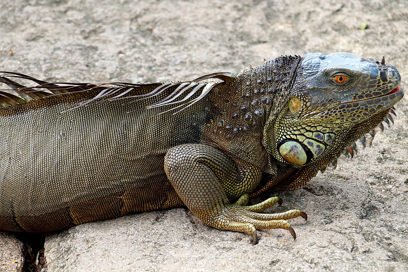 5K free download | Iguana, scale, claw, reptile, HD wallpaper | Peakpx