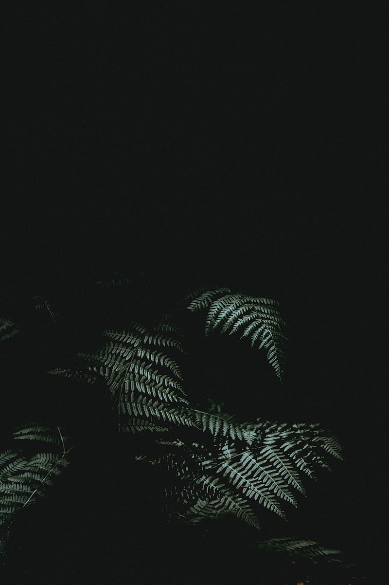 fern, dark, darkness, plant, leaves, HD phone wallpaper