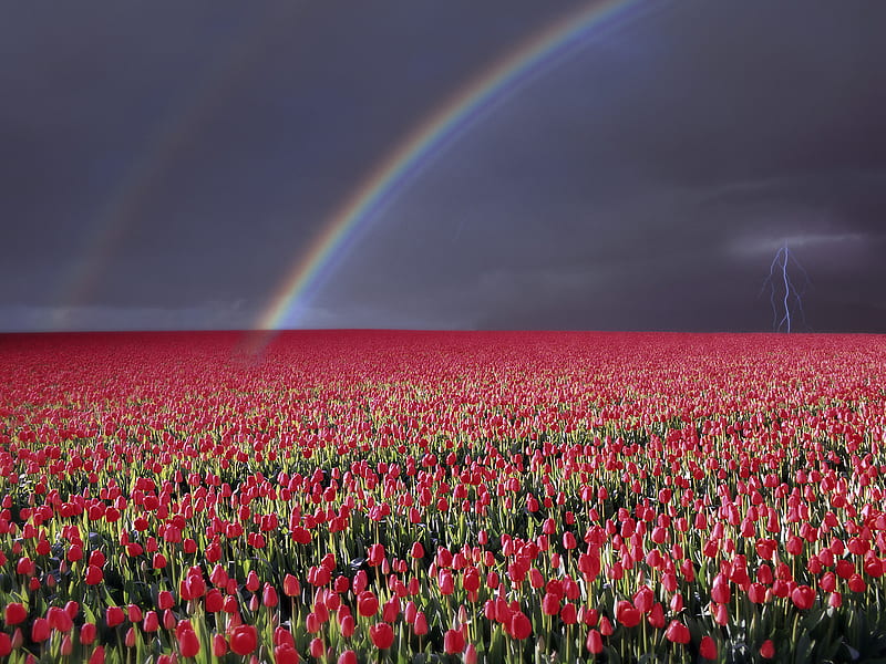 Storm Over Tulip Fields, red, beauty, rainbow, sky, storm, tulip, HD wallpaper
