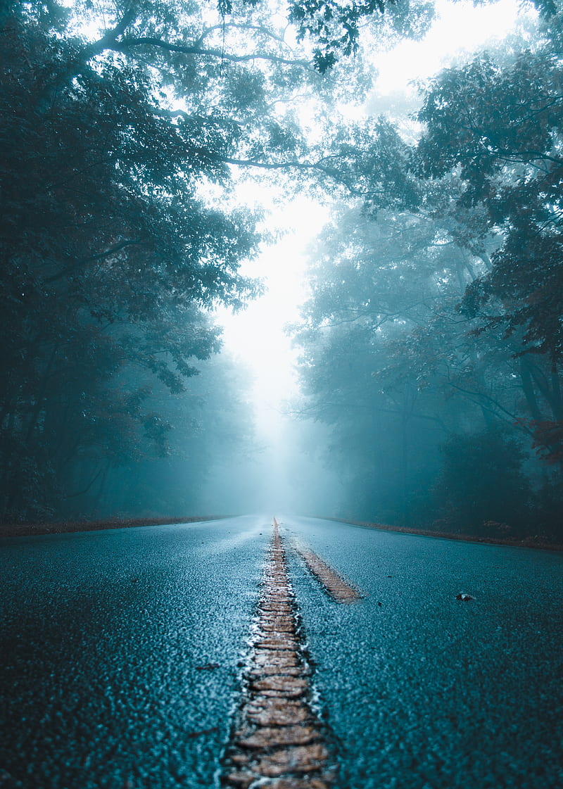 road, fog, trees, asphalt, wet, HD phone wallpaper
