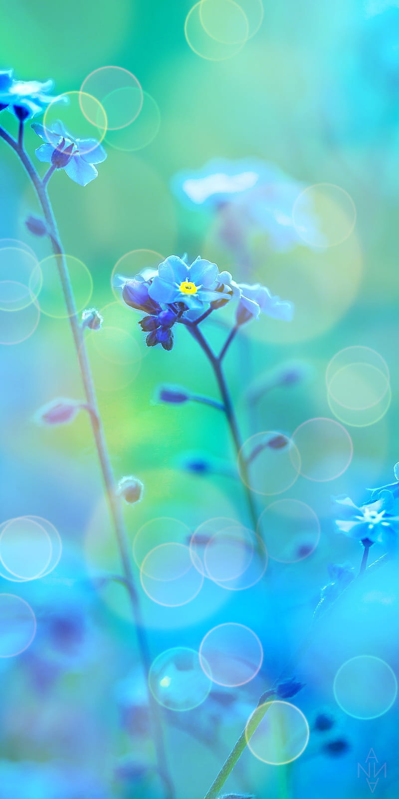 Bokeh Flower Bonito Blue Colorful Elegant Flowers Lovely Romantic Hd Phone Wallpaper