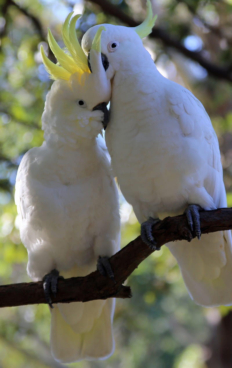 cockatoo, parrots, birds, white, HD phone wallpaper