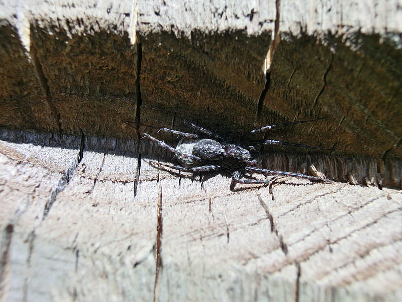 Spider in shelter, bench, spider, shelter, carving, HD wallpaper