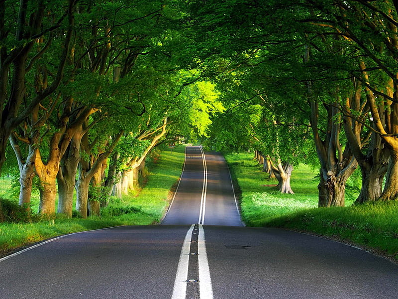 Endless Road, road, trees, HD wallpaper