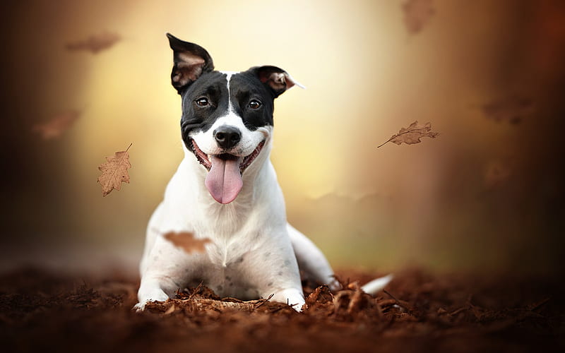 american staffordshire terrier, young dog, pets, white black dog, amstaff, autumn, yellow leaves, dogs, HD wallpaper