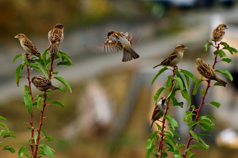 Download Latest HD Wallpapers of  Birds Sparrow Bird
