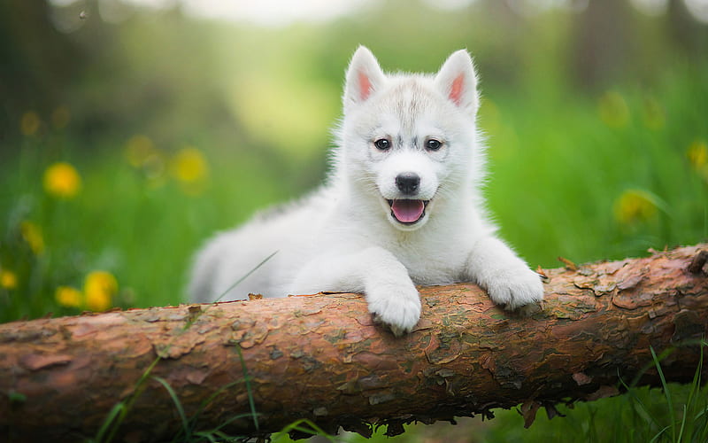 Husky, forest, pets, puppy, cute animals, spring, Siberian Husky, bokeh, dogs, Siberian Husky Dog, HD wallpaper
