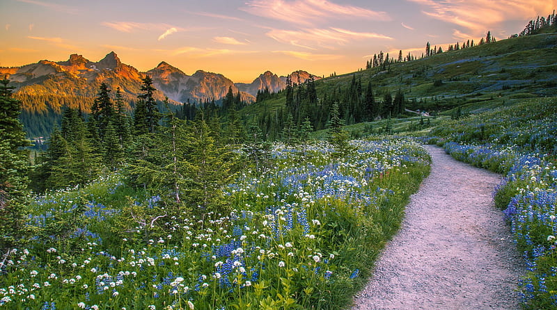 Mountains, Mount Rainier, Flower, Forest, Landscape, Meadow, Mountain, National Park, Path, USA, HD wallpaper