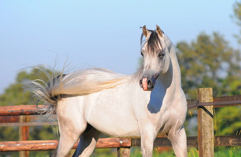 Magnificant stallion, stallion, gris, black, beauty, white, horse, arabian, HD wallpaper