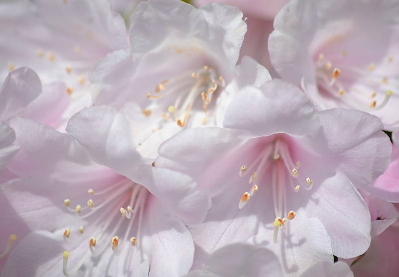 Icy pink rhododendron, close up, rhododendron, flowers, garden, pink, HD wallpaper
