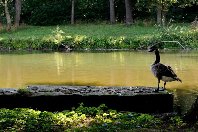 Standing Guard, pond, geese, duck, summer, park, goose, HD wallpaper