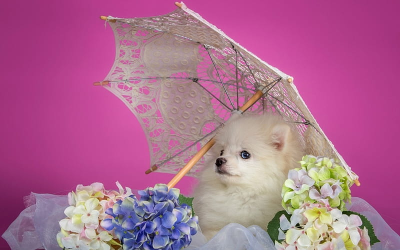 Puppy, umbrella, animal, cute, summer, flower, spitz, white, pink ...