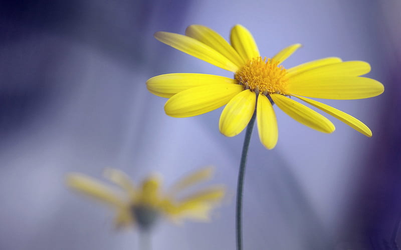 yellow flower with stem-Plant, HD wallpaper