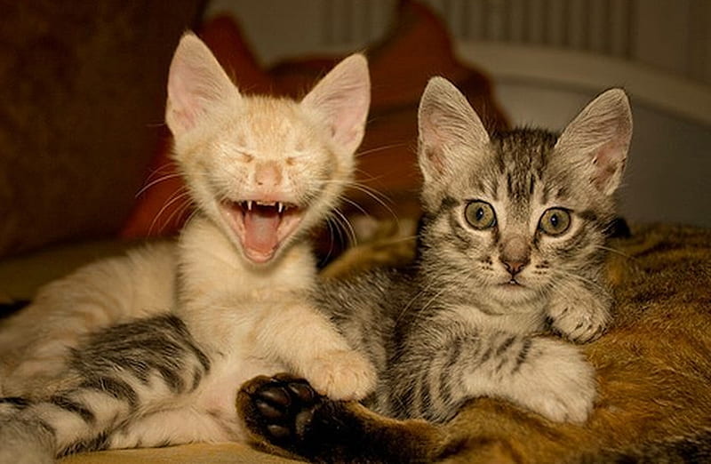 Laughing Cat, nature, funny, cats, animals, HD wallpaper