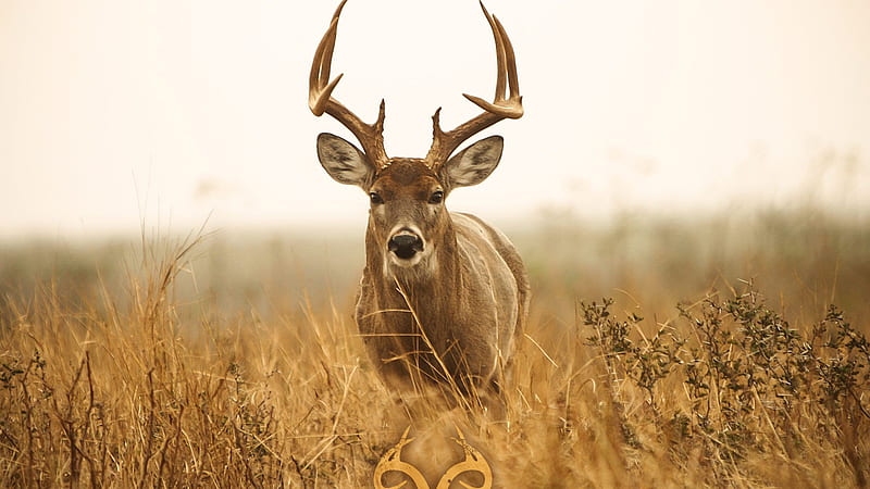 Deer With Sharp Horns Deer, HD wallpaper