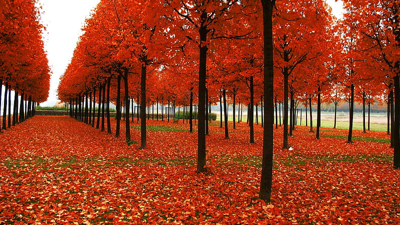 Red Leaves Straight Line Fall Autumn Trees Fall, HD wallpaper