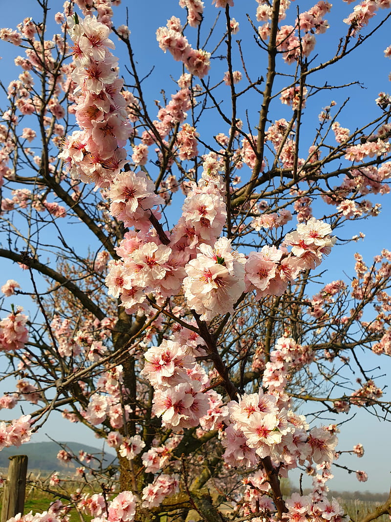 Almond Blossoms, almond, blossoms, bluete, flowers, fruehling, mandel, nature, saison, spring, vintage, HD phone wallpaper