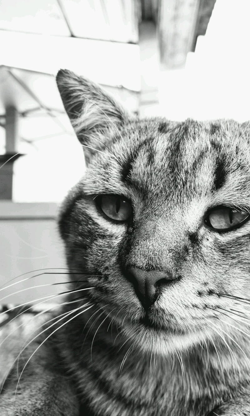 The Cat tutu, bichano tumblr, o gatao bicho bruto lindo, HD phone wallpaper
