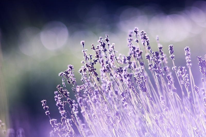 Shallow Focus graphy of Lavenders, HD wallpaper