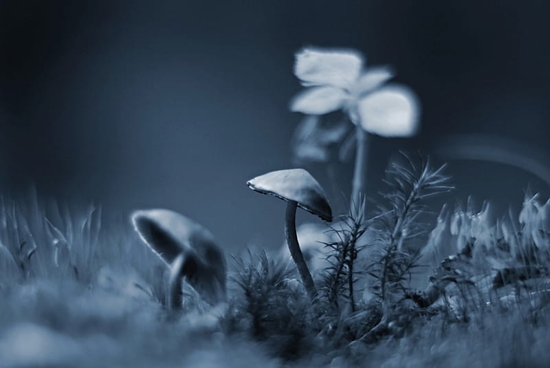 Mushrooms, nature, blue night color, woods, HD wallpaper