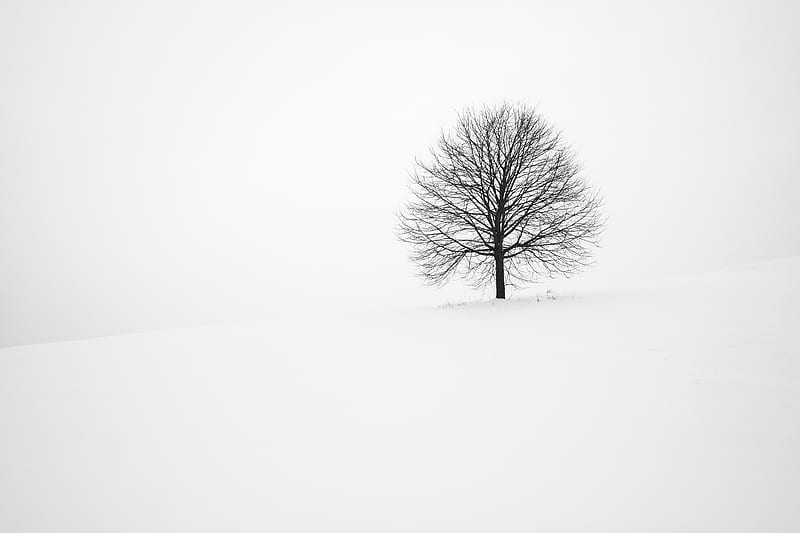 withered tree surrounded with snow during daytime, HD wallpaper