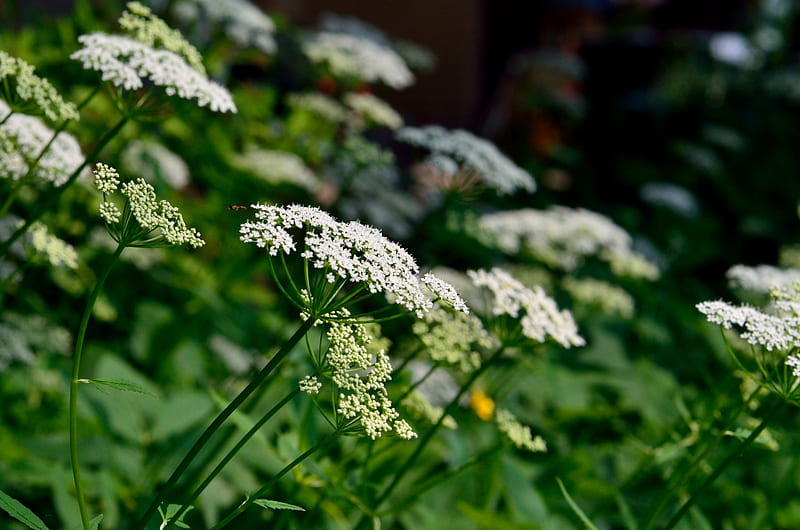 Serene Spring Scene, spring flowers, peaceful spring, scenic spring ...