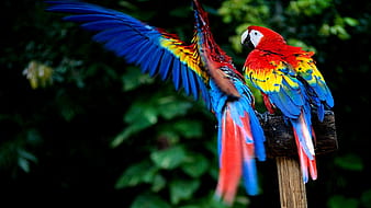 Hình nền chim, động vật, Scarlet Macaw sẽ đưa bạn đến với thế giới đầy mầu sắc của loài chim này. Với đôi cánh rực rỡ màu đỏ, xanh lục và vàng, Scarlet Macaw sẽ khiến bạn chìm đắm trong những hình ảnh hoang dã và rực rỡ.