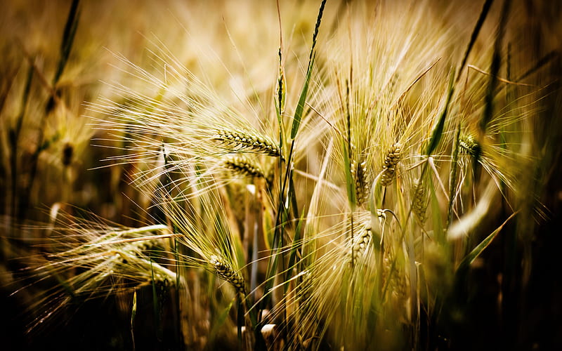 In the Rye, afternoon, late, rye, nature, fields, bonito, HD wallpaper