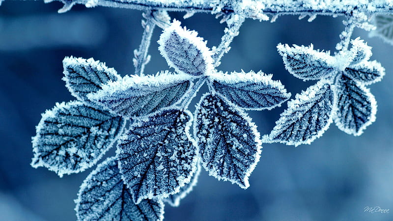 Frosty Blue Leaves, fall, autumn, leaves, ice, blue, winter, frost, HD wallpaper