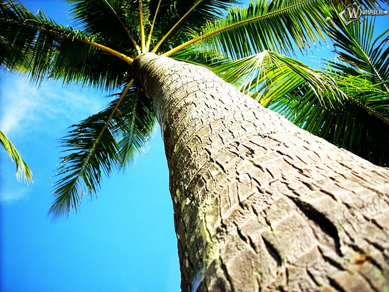 Coconut Tree, Trees, Sky, Coconut, Tree, Nature, HD wallpaper | Peakpx