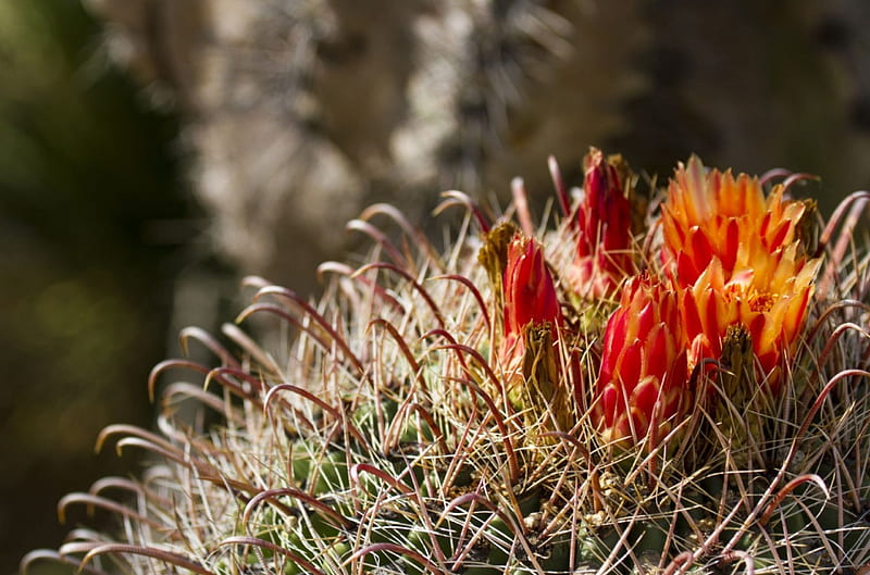 Cactus, orange, flower, blossoms, petals, prickles, HD wallpaper