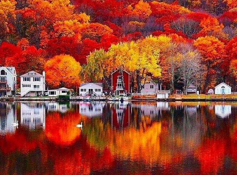 Fall Colors, fall, autumn, houses, colors, nature, reflection, swan ...
