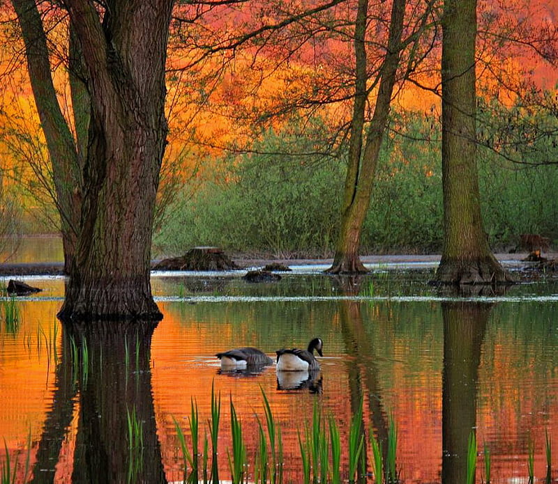 Autumn dip, autumn, orange, colors, trees, lake, geese, dipping, green, reflections, HD wallpaper