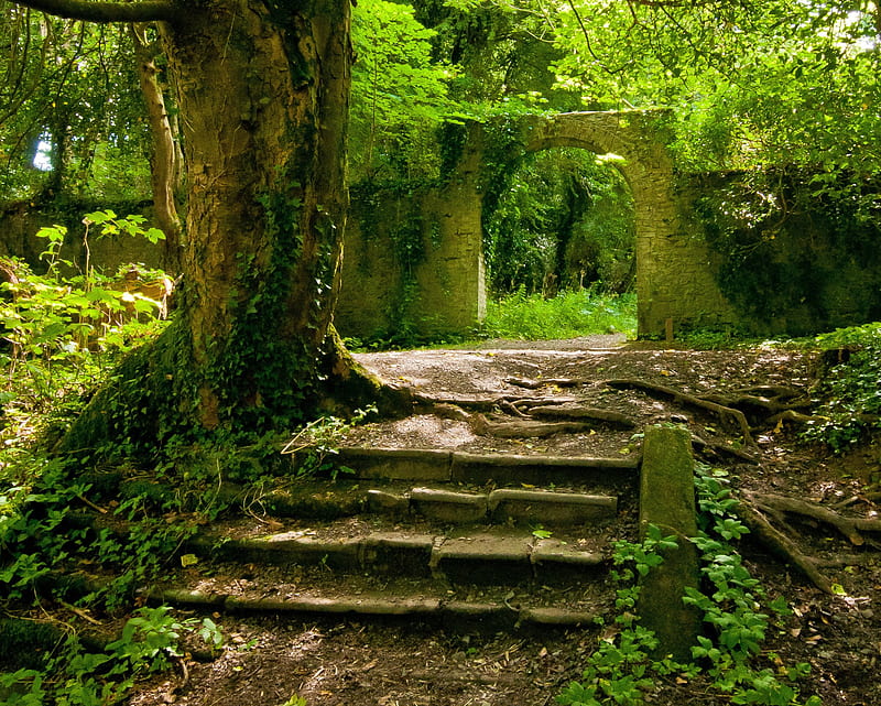 Ruins Forest, green, nature, old place, steps, trees, HD wallpaper | Peakpx