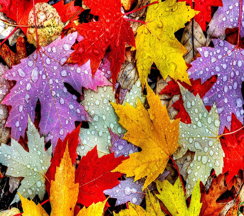 Autumn water drops, bonito, cute, look, nice, HD wallpaper