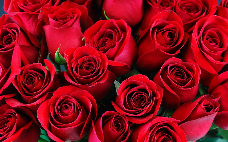 red roses, bouquet, red buds of roses, romance, beautiful bouquet, HD wallpaper