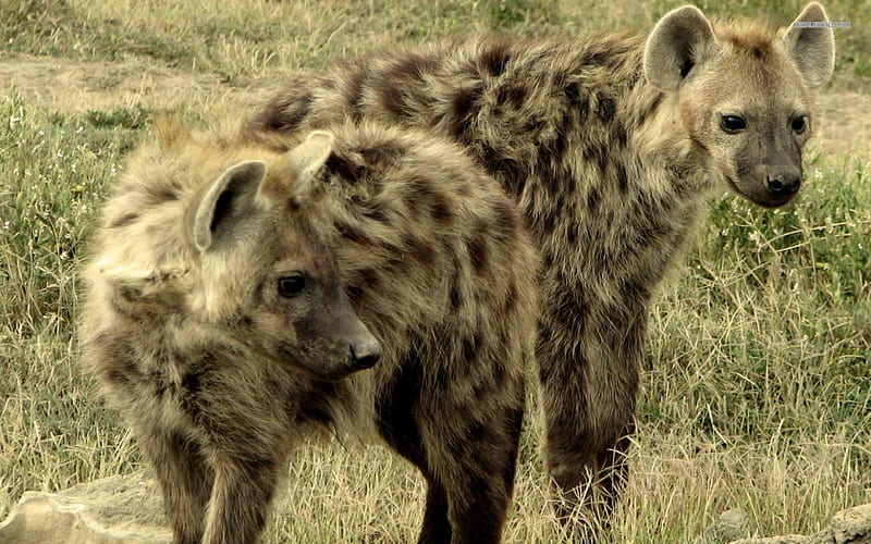Spotted Hyenas, wildlife, hyena, striped hyenas, nature, mammals, animals, HD wallpaper