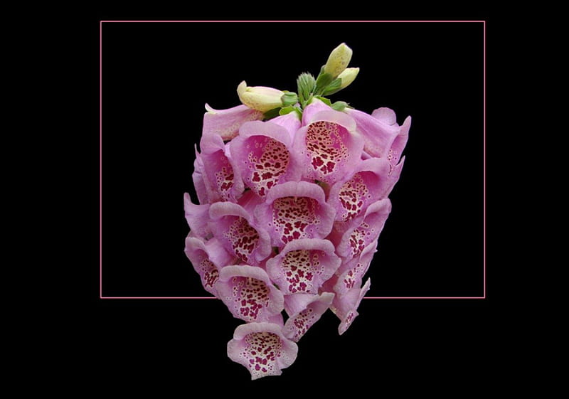 Pink foxglove, may, flower, foxglove, garden, pink, HD wallpaper