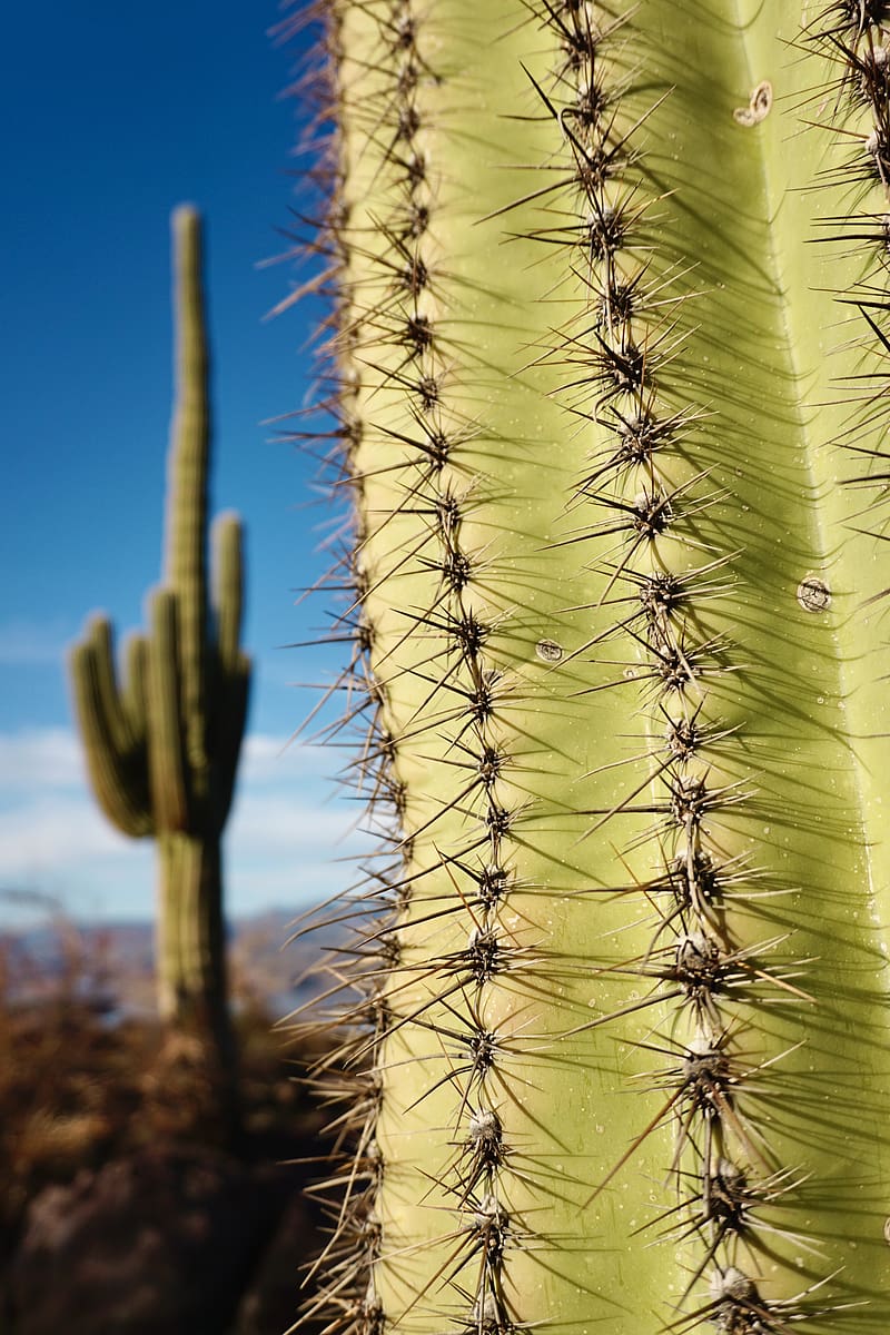cactuses, needles, macro, shadow, drops, HD phone wallpaper