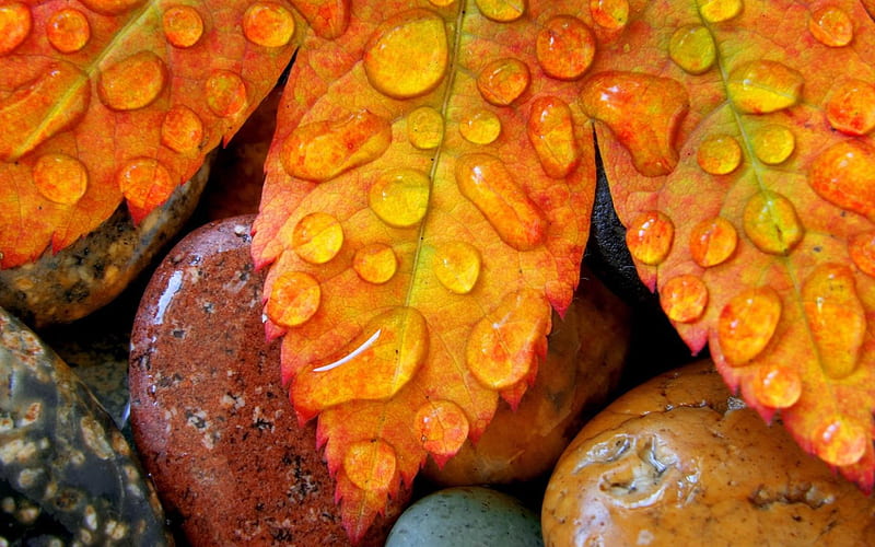 leaves maple drops-graphy, HD wallpaper