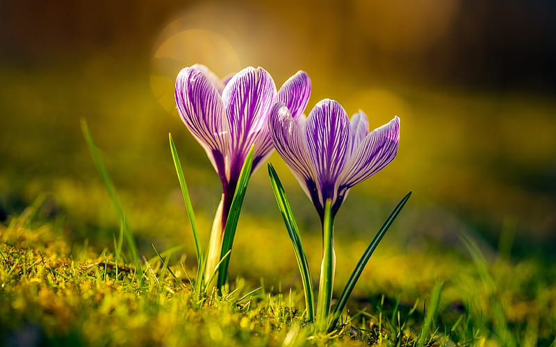 two crocuses spring, purple crocuses, spring flowers, crocuses, beautiful flowers, HD wallpaper