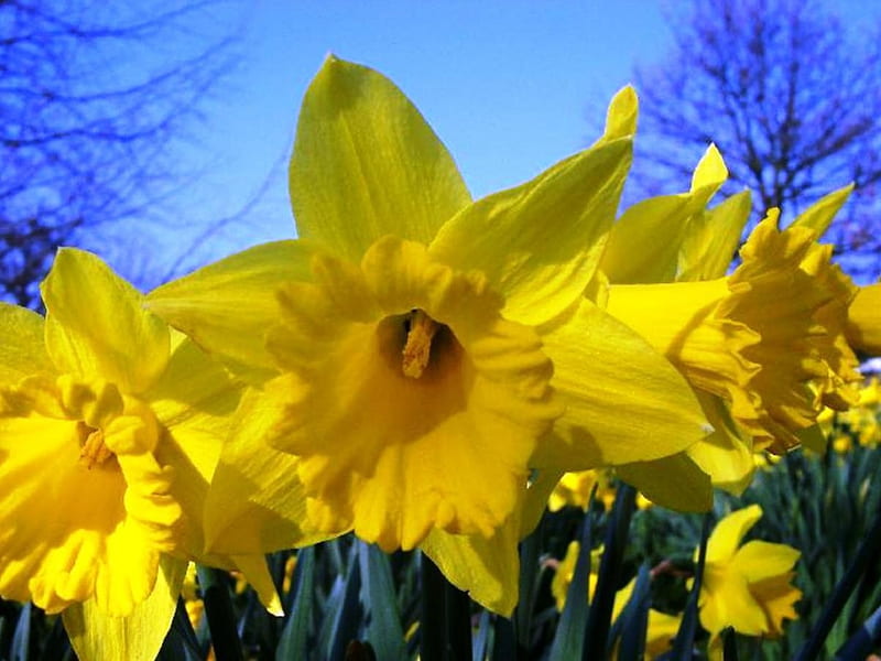 Beautiful Daffodils, bulbs, daffodils, flowers, spring, sky, HD wallpaper